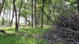 Project aims to improve oak forests
