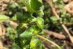 The AgriNews AgriMinute podcast: Keep an eye out for Asian copperleaf