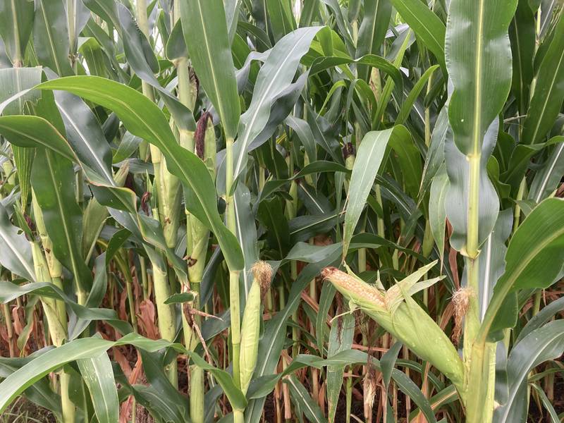 Illinois crop progress for week ending Aug. 17.