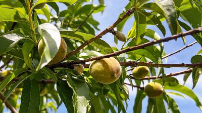 Calendar: Explore peach production at field day