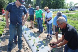 Struvite offers farmers phosphorus source