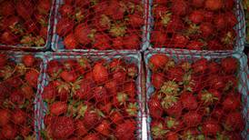 How to get flavorful strawberries: 3 tips for growing sweet, juicy fruit