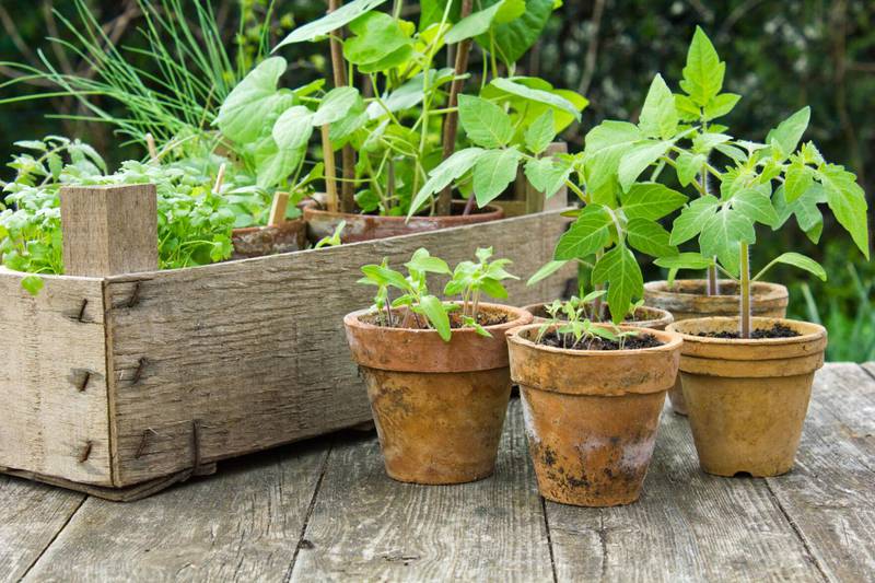 A traditional home garden is a popular way to grow vegetables, but it’s far from the only way. Growing vegetable plants in containers can also produce a bountiful crop, although care must be taken to ensure meaningful growth.