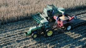 When to harvest lodged corn