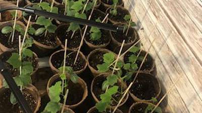 Calendar: Grow your own bath sponge