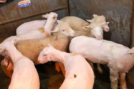 Sheep shearing school coming March 14