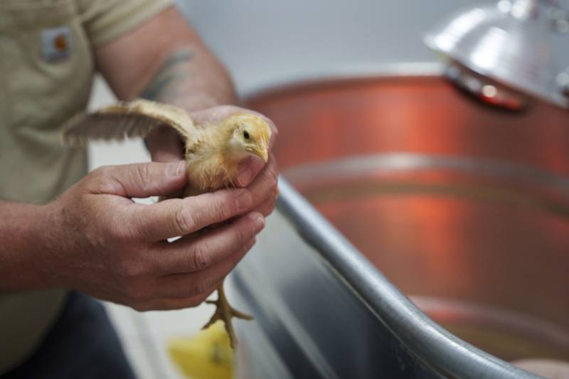 David Michael picks out a chick to adopt from First State Animal Center and SPCA in Camden, Delaware.
