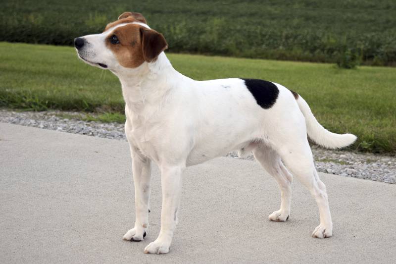 This image provided by the American Kennel Club shows a Danish-Swedish farmdog standing outdoors, the latest dog in the American Kennel Club's lineup of recognized breeds.