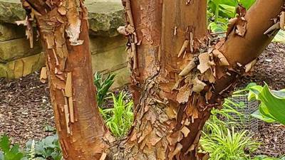 Exfoliating bark trees add great appeal