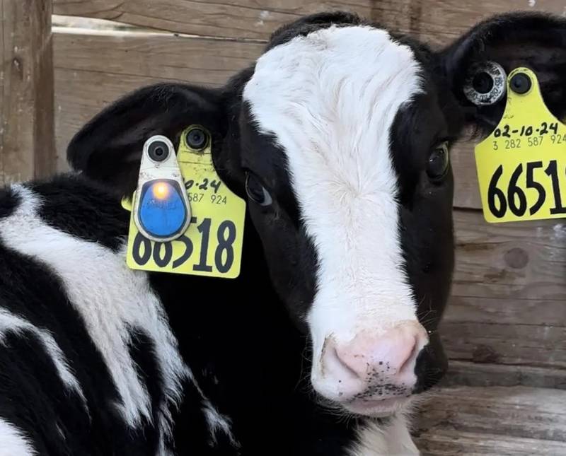 New the SenseHub Dairy Youngstock makes it easier for dairy producers to detect and locate calves and heifers that need attention.