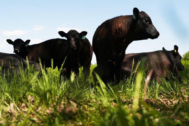 Properly managing stocking density during the rapid spring growth can help extend the stand of your grass. Being proactive in the spring will give positive results all year long.