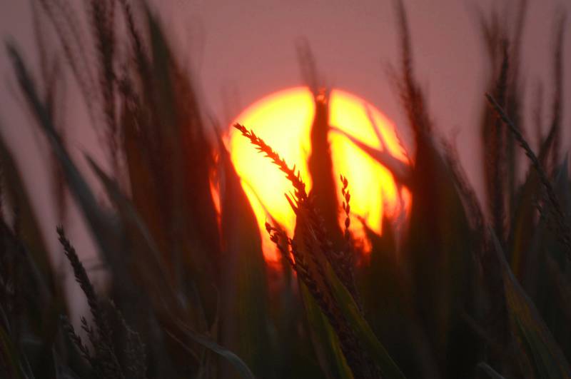 The rising sun silhouettes corn along a road in McLean County in central Illinois.