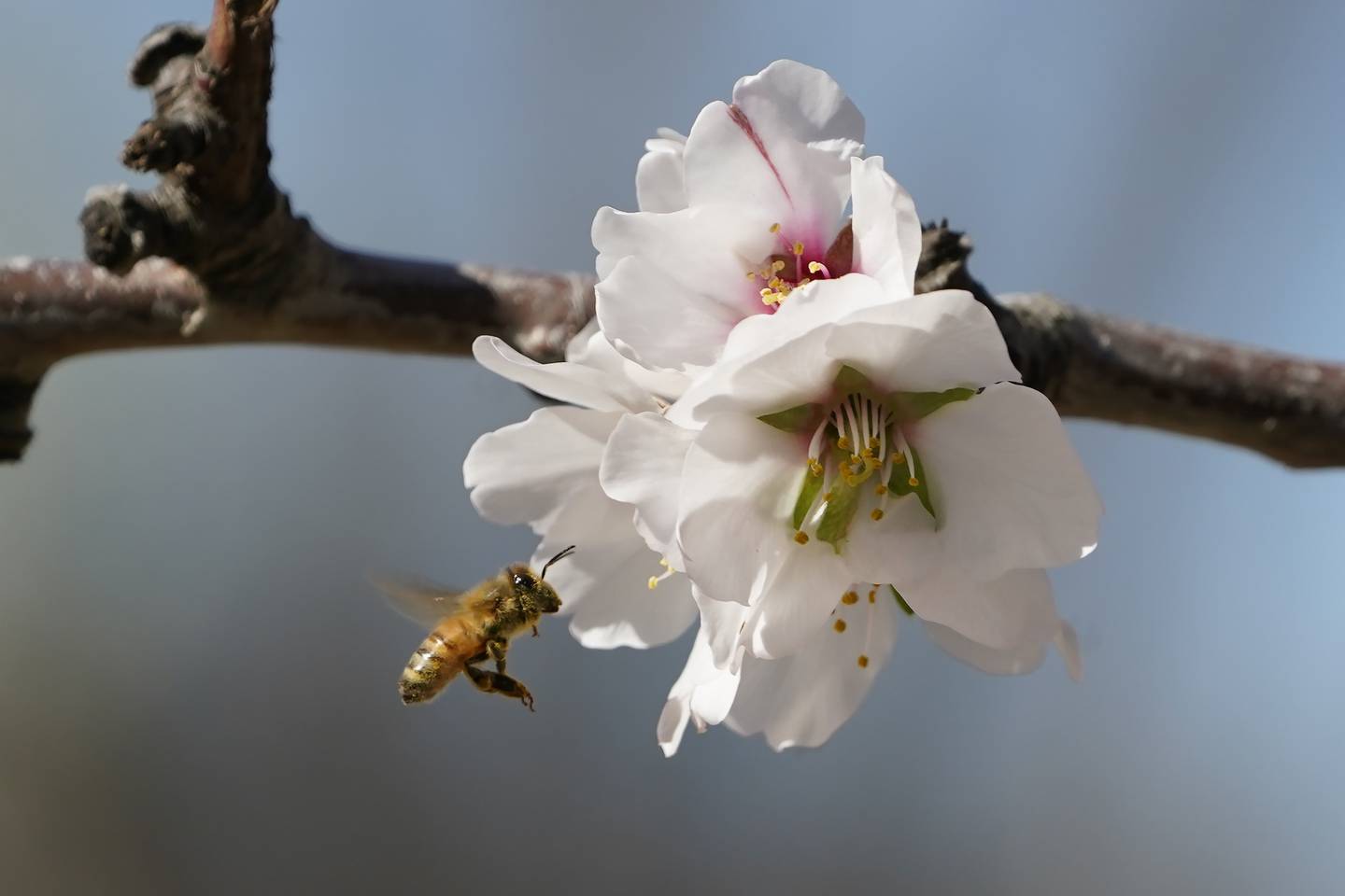 A bee approaches an almond blossom in an orchard near Woodland, California.
