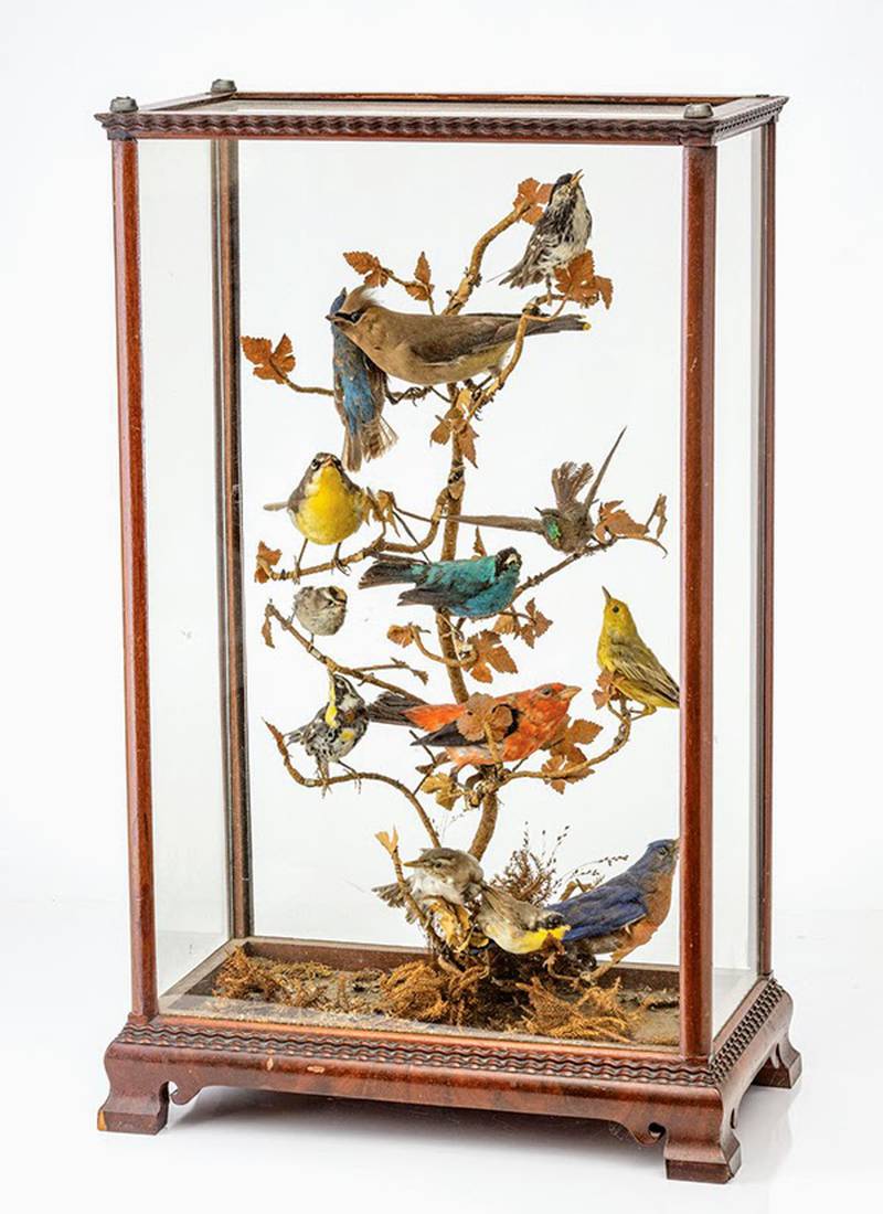 Taxidermy birds were fashionable in the 19th century. Opposition to the trend led to conservation movements that still exist today.