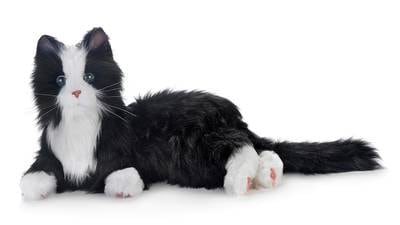 Senior News Line: Robotic pets