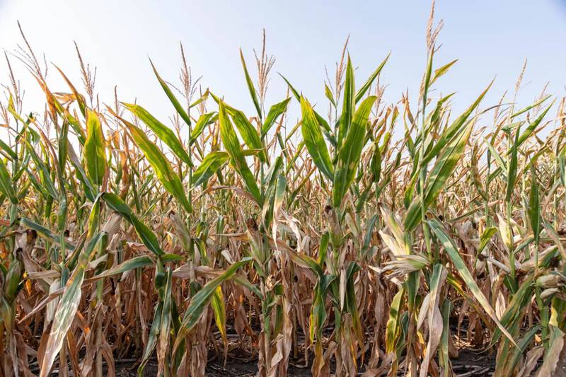 Authorizing permanent ethanol-blended fuels all year could increase demand for corn by up to 2.4 billion bushels a year.