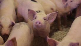 USDA forecasts pork exports, production increases