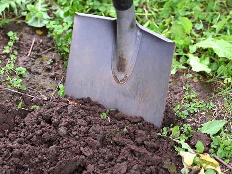 Soil is the foundation of your garden