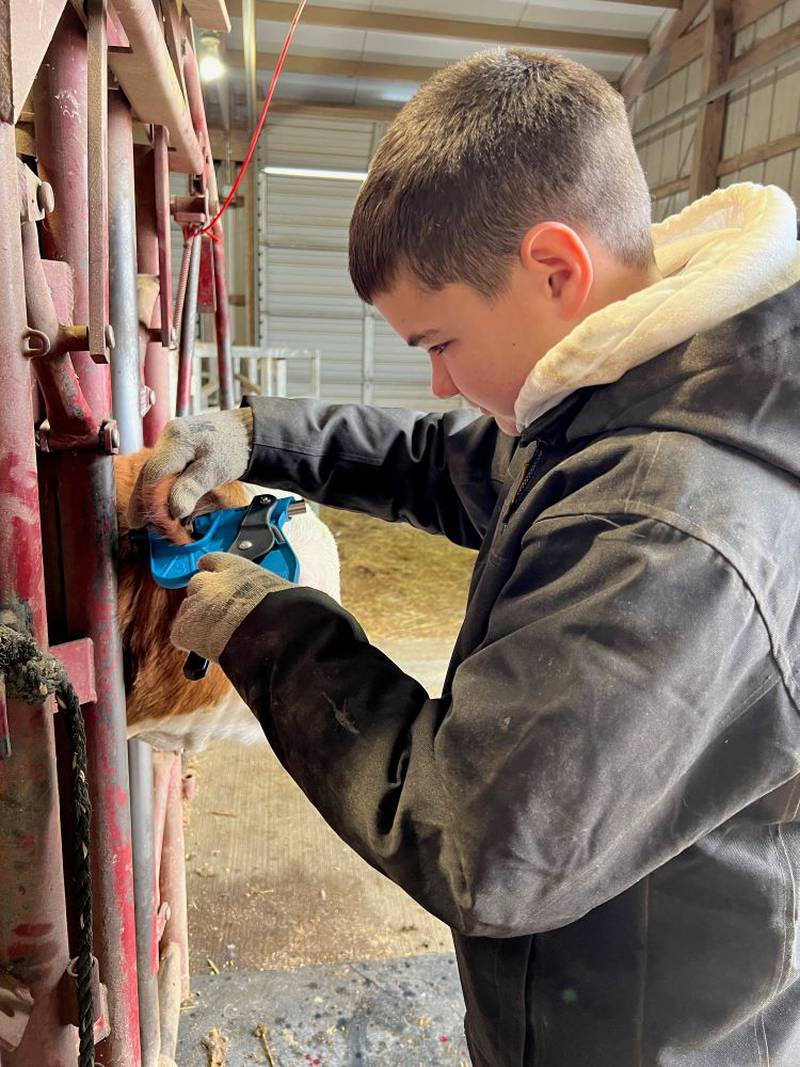 Kade Boatman evaluates a Hereford calf for his project that is focused on finding heritability patterns with the scur gene.