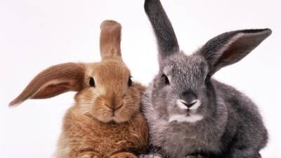 Calendar: 4-H rabbit workshop provides showmanship tips