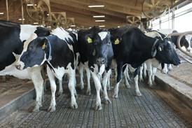 Make smart mastitis treatment decisions without sacrificing cow health