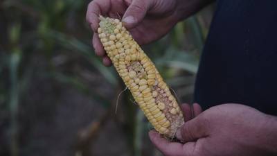 To get that perfect ear of corn, weather has to cooperate
