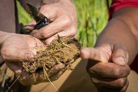 Three agribusinesses receive 4R honors