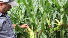 From the Fields: Ran out of moisture