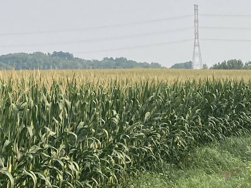 Indiana crop progress for Aug. 8, 2025.