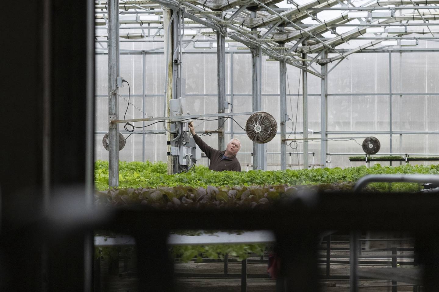 Bolton Farms owner John Bolton looks up as he works at the hydroponic farm in Hilton, New York.