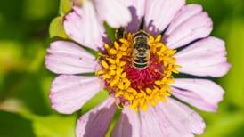 Flower garden tips: 5 keys to success