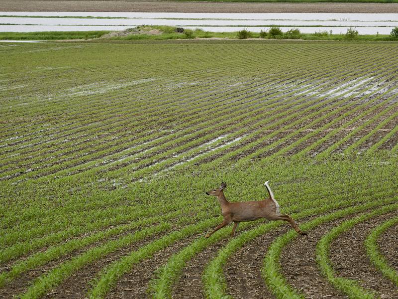 Deer nuisance bill awaits governor’s signature