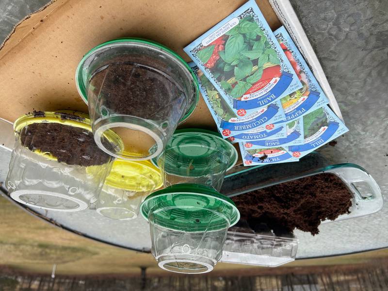 Cherry tomato containers are repurposed to serve as seed-starting pots.
