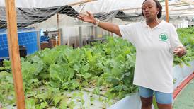 People’s Garden established in Chicago to produce local food