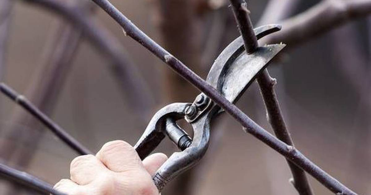 Calendar Intro to Fruit Tree Pruning AgriNews