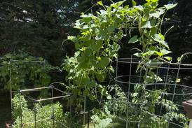 Transform your tiny garden into a lush haven with these creative tips