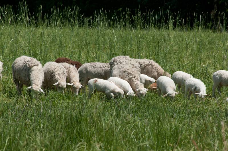 The annual sheep shearing school will be held Feb. 22 in Tippecanoe County.