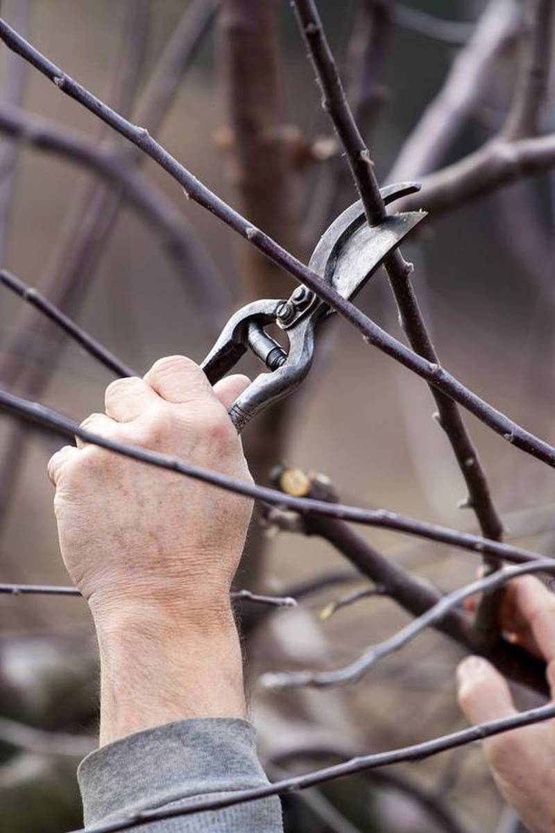 Calendar Intro to Fruit Tree Pruning AgriNews
