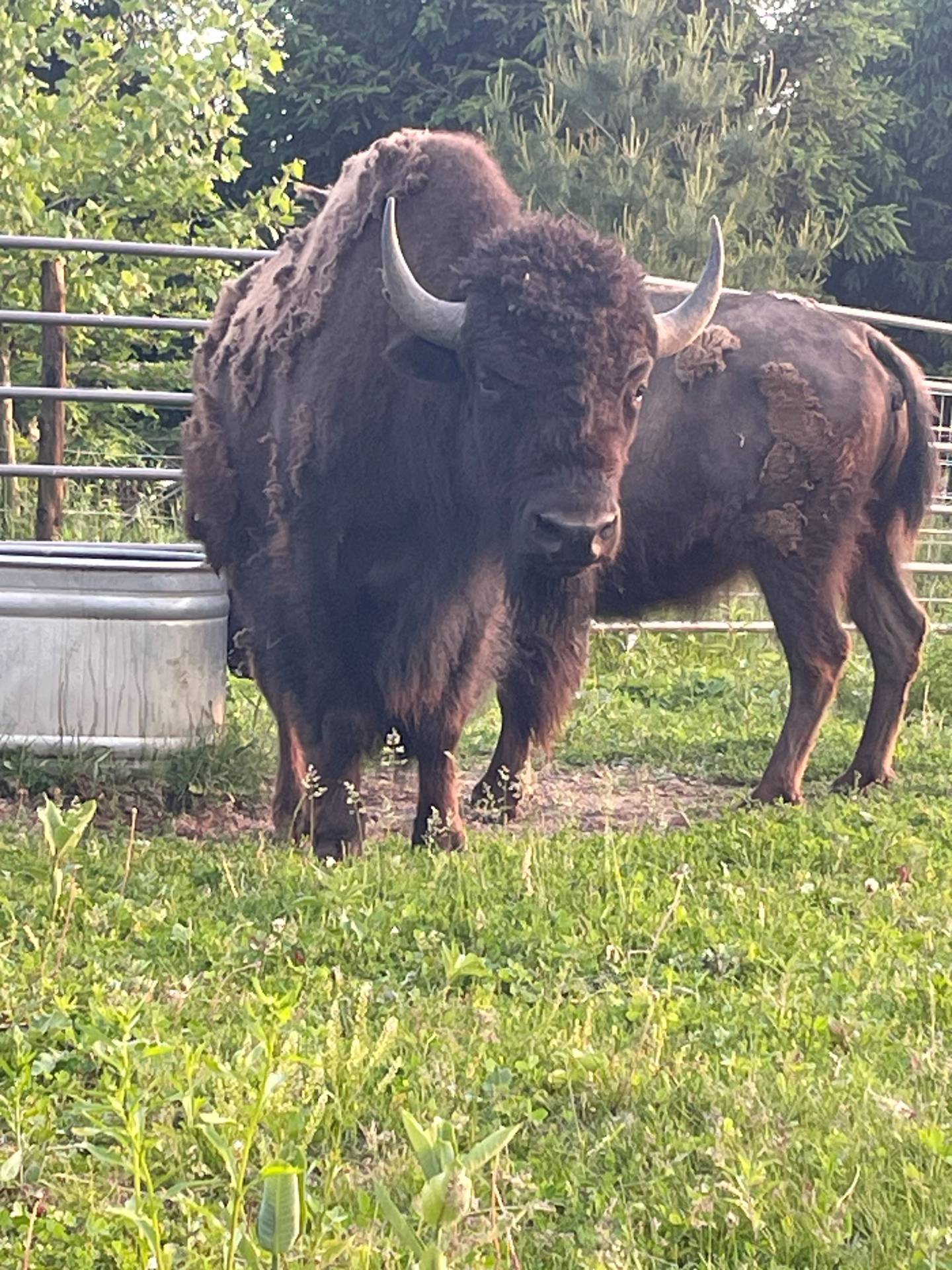 “Triple Creek Bison” — Donald Rogers: “Eco-agriculture.”