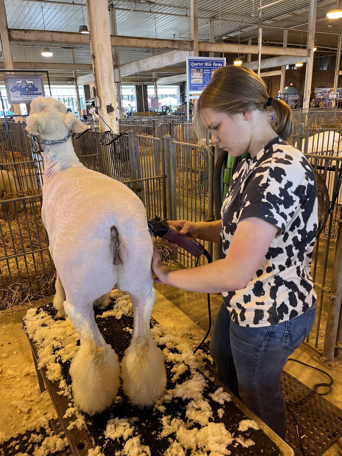 Molly McCalla clips one of her Southdown sheep in preparation for showring competition.  McCalla is the first generation in her family to raise sheep and the family members travel to several shows each year to compete with their animals.