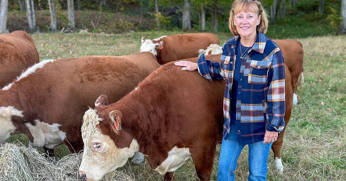 Miniature Hereford cattle growing in popularity - Vimarsana News