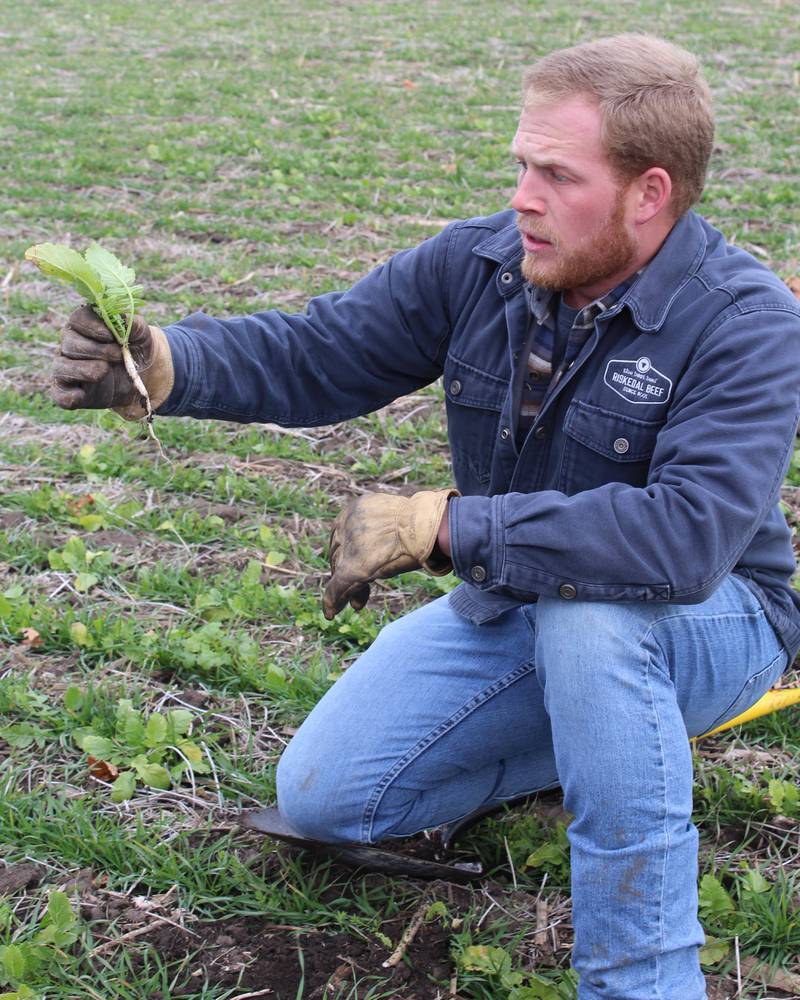 Stephen Riskedal shows the growth of a radish plant that is intercropped with wheat. This system worked well for the La Salle County farmers in 2025 with no yield drag on the wheat so they decided to do it again.