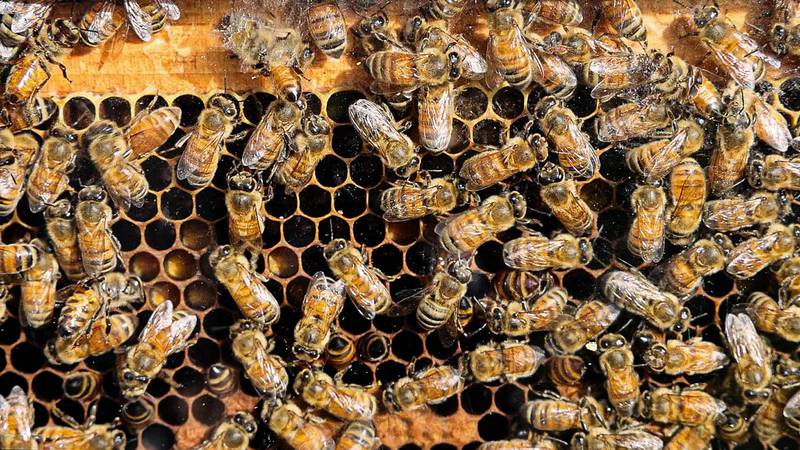 Small but mighty, pollinators contribute to everything from aster to apples to almond butter.