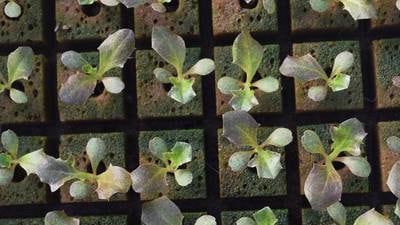 U.S. sees $18.3 billion in horticulture sales