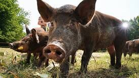 Purdue professor receives $1M grant for pursuit of African swine fever rapid test