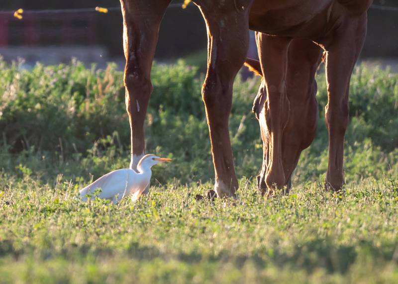 In 2020, EEE infections were detected in four horses in LaGrange, Kosciusko and LaPorte counties. One human case of EEE occurred in a LaPorte County resident in 2020. In 2019, EEE infection was detected in 14 horses in Elkhart and LaGrange counties. The infected horses were either not vaccinated or overdue on vaccination. One fatal human case of EEE occurred in Elkhart County in 2019, and 10 human cases occurred in southern Michigan, six of which were fatal.