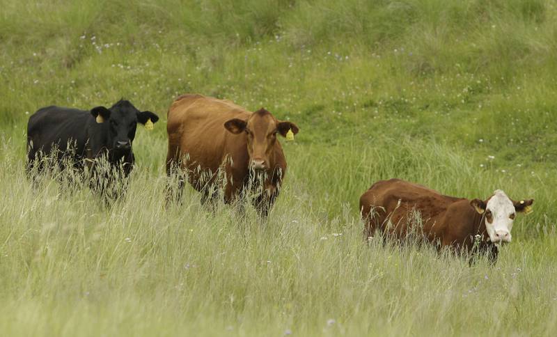 The cattle herd has been in a contraction phase for several years. Despite record feeder cattle prices, farmers are not yet retaining enough calves to turn the cycle around.