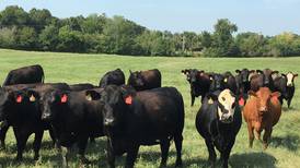 Consider available resources when developing ‘perfect’ cows