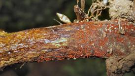Red crown rot emerging in Illinois