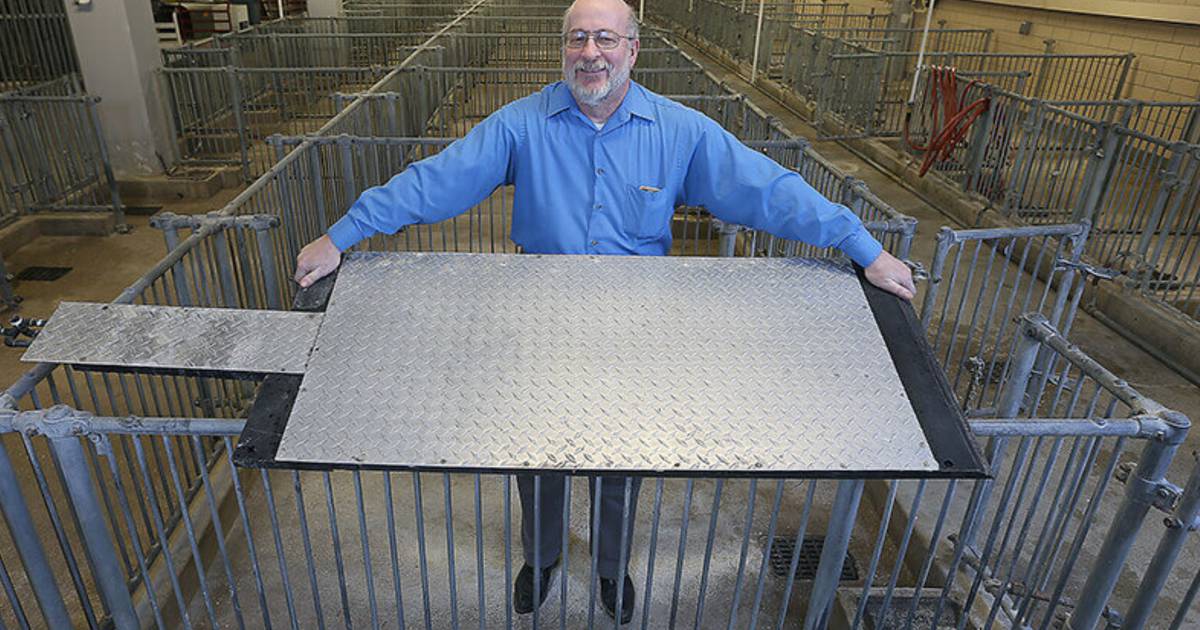 AgriNews highlights how modern expertise retains hogs cool.